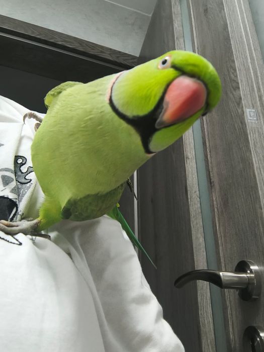 Papagal Micul Alexander