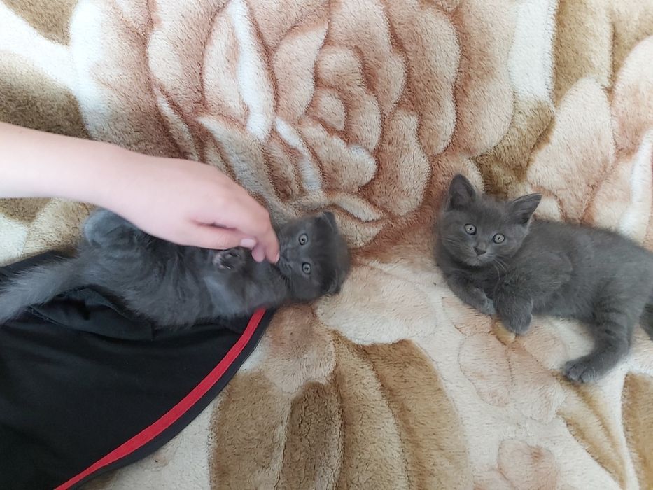 Подарю котят ,кошечку!