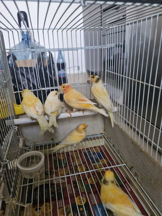 Canari lot 5 bucăți