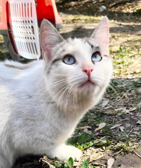 Мальчик и две девочки стерилизованные