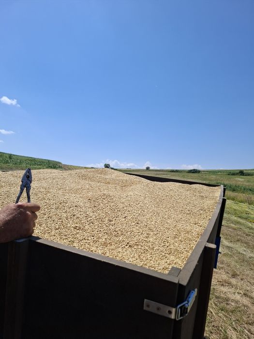 Orz ,grau triticale si floarea-soarelui
