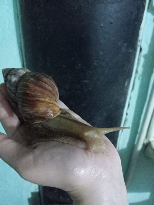 Косметические улитки