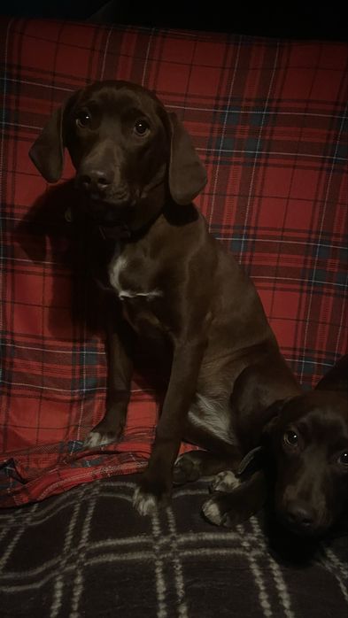 Продам собак породы Курцхаар