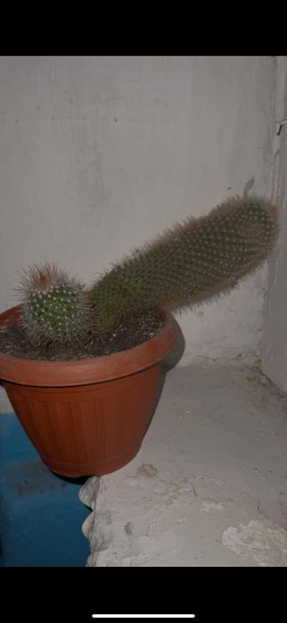 Кактусы коллекция необычные