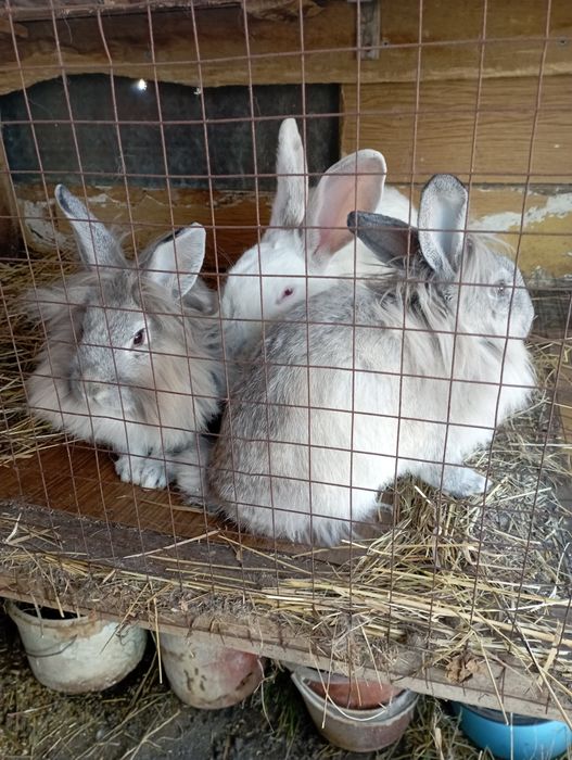 Продаю кроликов  недорого