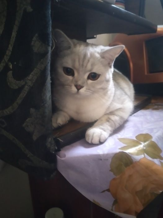 Кошка шотландский