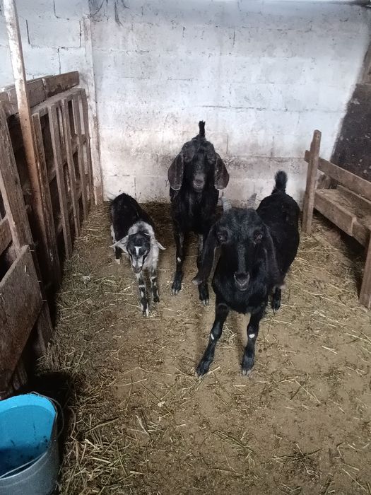 Коза.       козел