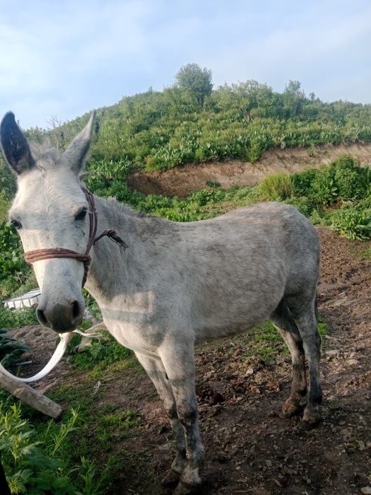 Продам девочку мул