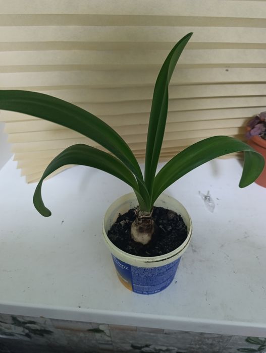 Продам комнатные цветы