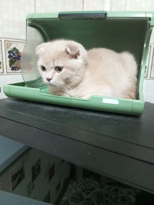 Продаются котята:Скотиш Фолд.