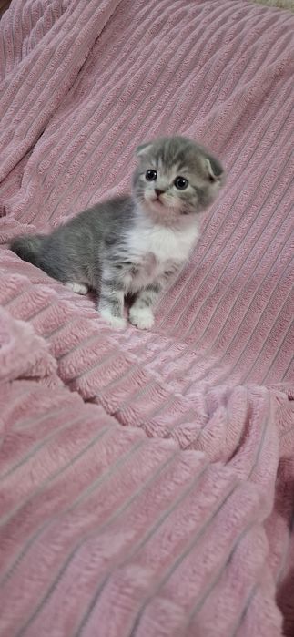 Шотландские вислоухие котята