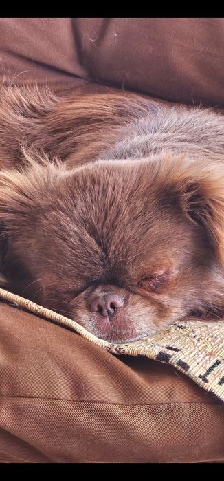 Девочка Чихуахуа ищет пару.