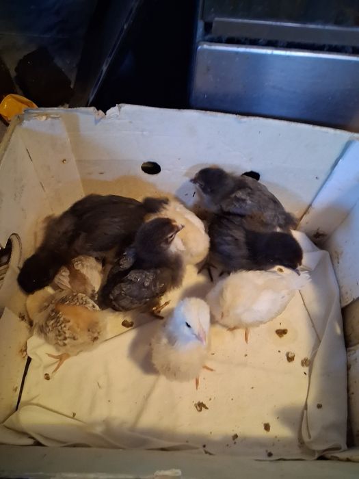 Vind bobocii de rată mută și pui mici de casa