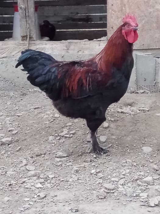 Cocos marans negru aramiu