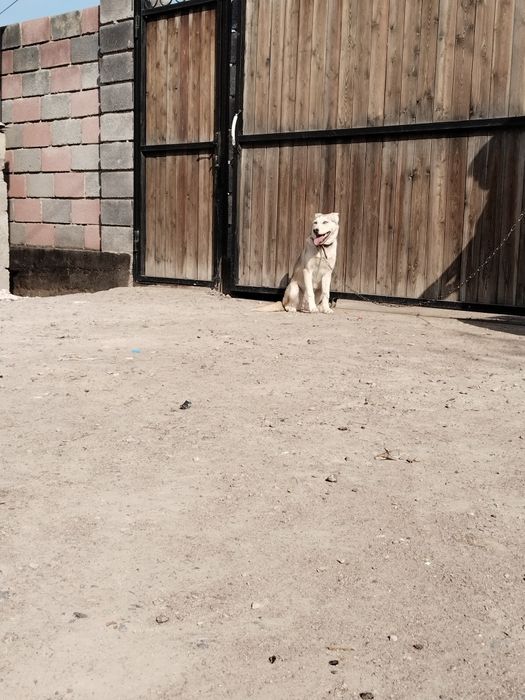 Хаски кушиги тегин