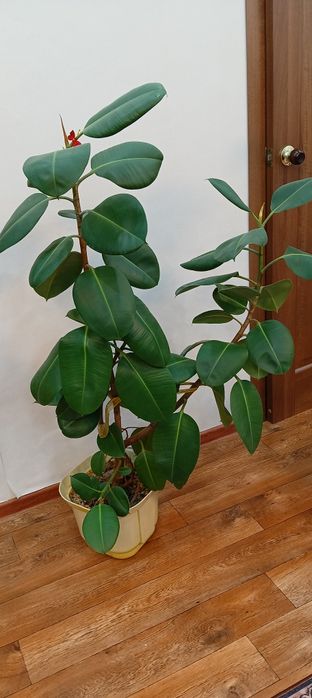 продам цветы фикус