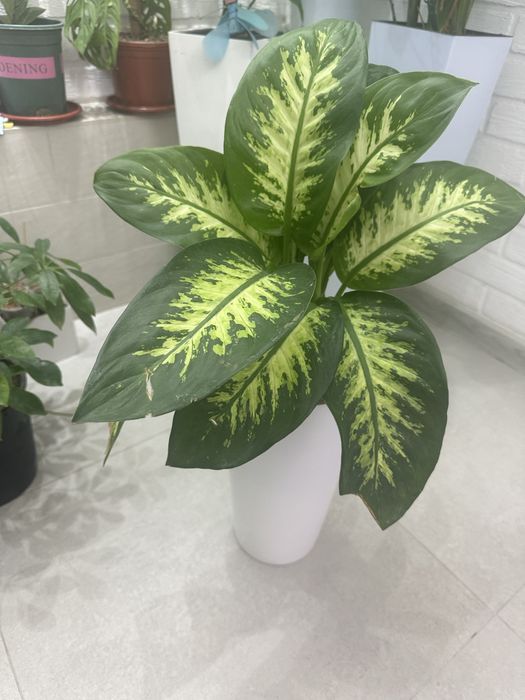 Комнатные растение-Красота и польза