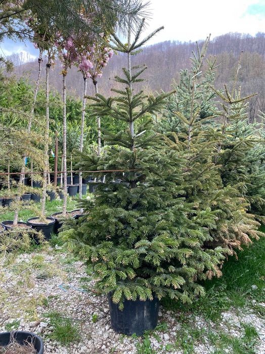 Plante Ornamentale pentru Amenajari Peisagistice