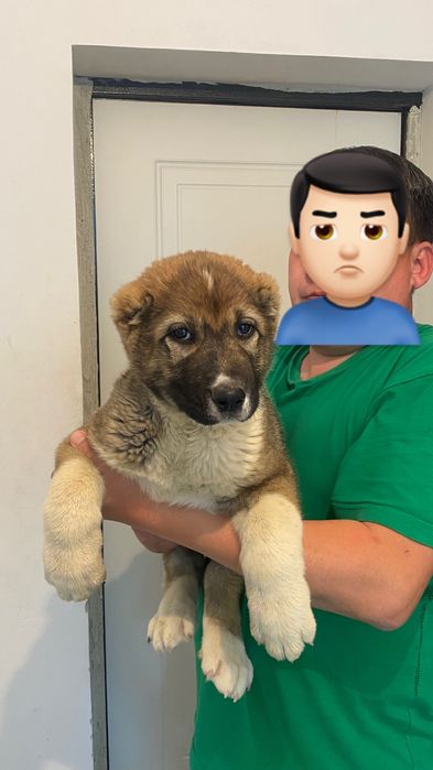 Тобет кушик сатылады 2ай