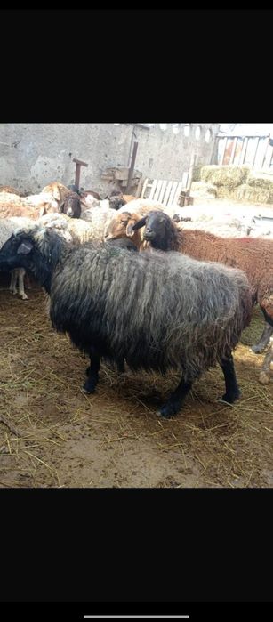 Продаются бараны жирные