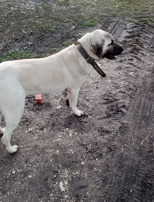 Кангал-женски.търси нови стопани