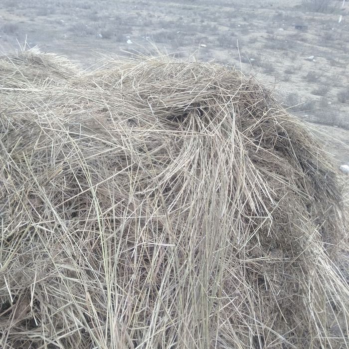 Шөп  пен  малдың тезегі