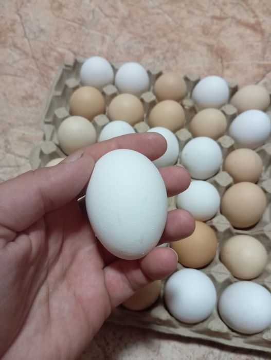 Продам домашнее яйцо