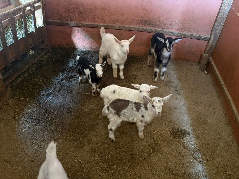 Еркек лақтар заенски