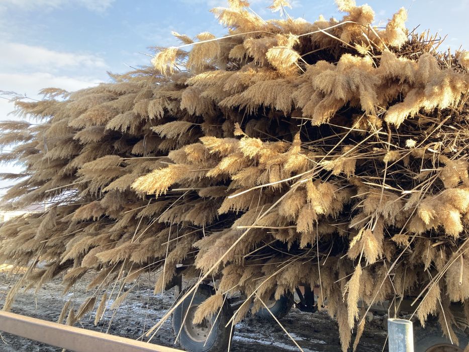 Камыс бау камыс таза