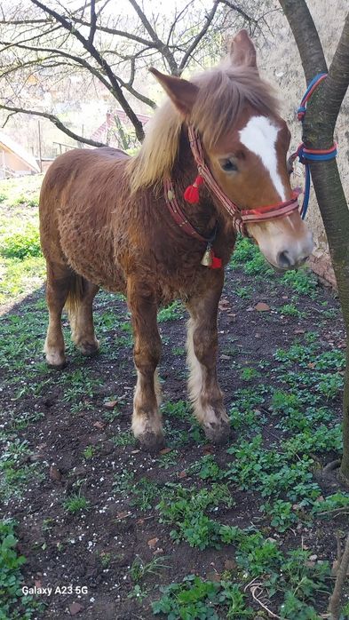 Vând sau schimb manz ardenez