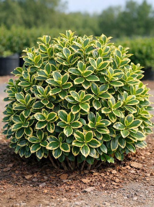 Euonymus La Ghiveci