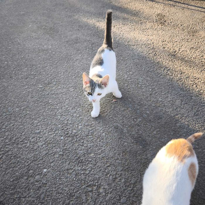 Puiuți de pisică își caută o familie de sărbători