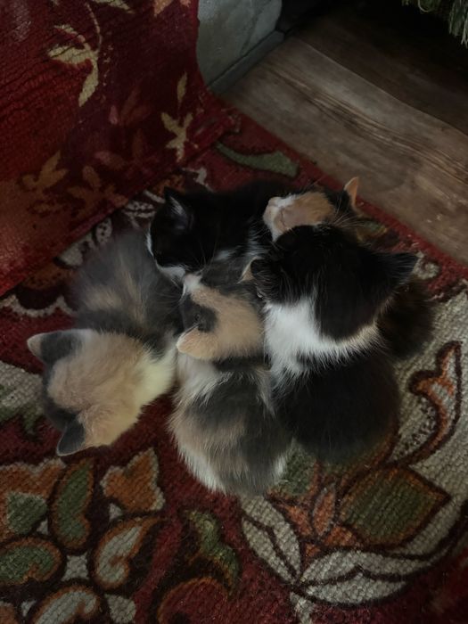 отдам котят в дрбрые руки