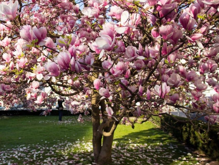 Семена Магнолии- Магнолия уруғлари (Редкое декоративное дерево)