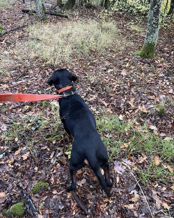 Продава се черното куче на 3 години и половина.