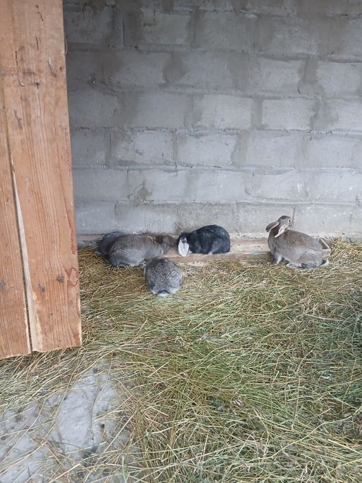 Продам кроликов вислаухий варан
