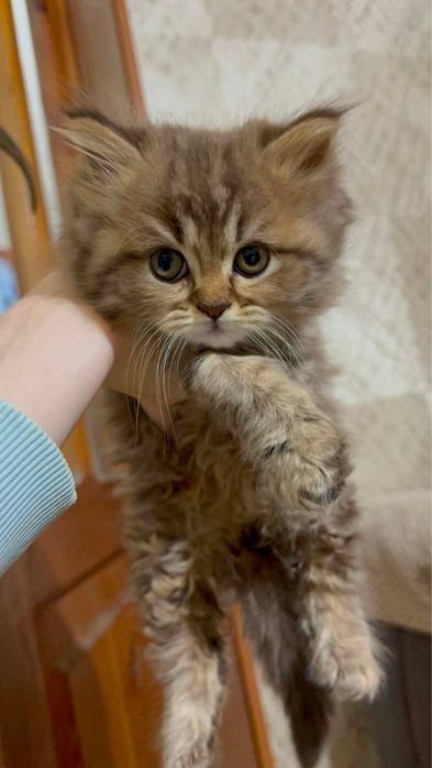 Породистые котята!