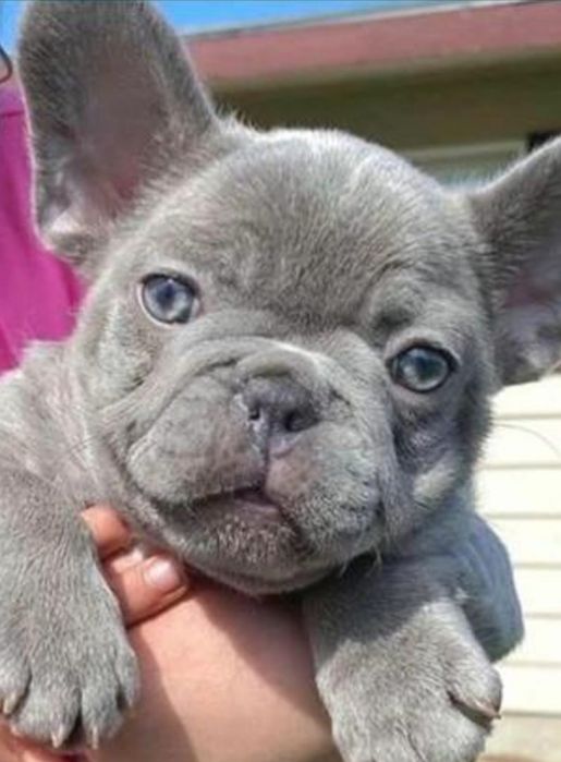Bulldog francez mascul