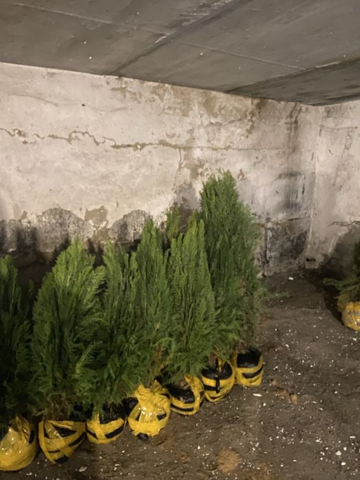 Сибирская  многолистовая туя