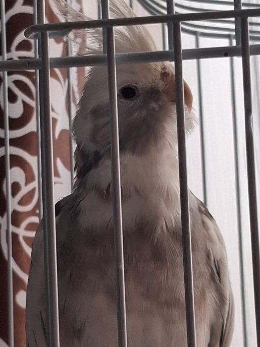 Попугай.  корелла