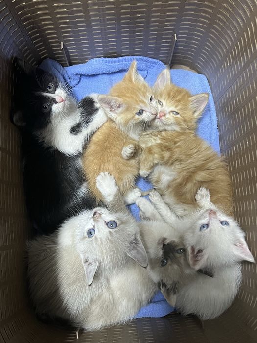 Отдадим котят в добрые руки