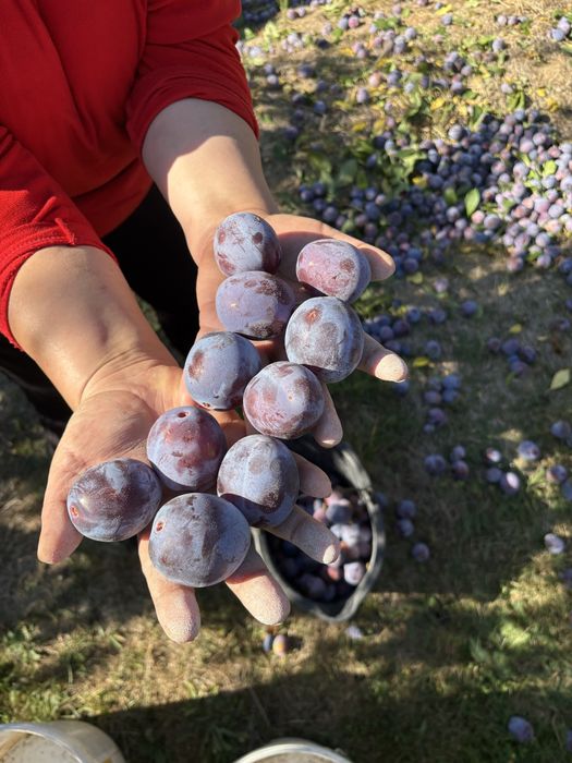 Prune pentru tuica