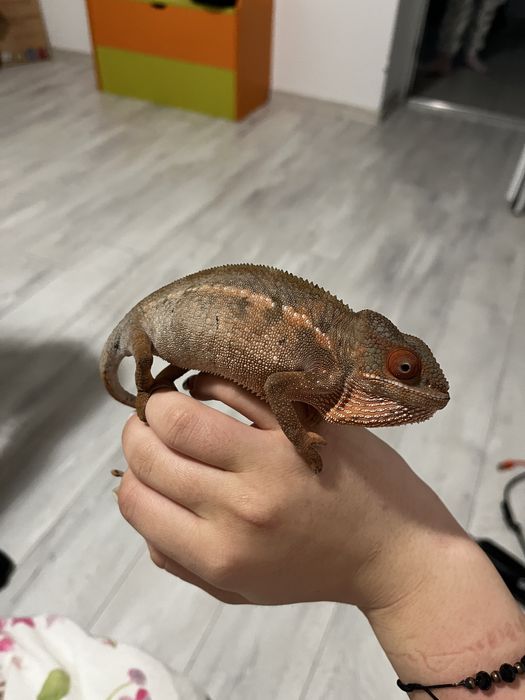 Chamaeleo calyptratus
