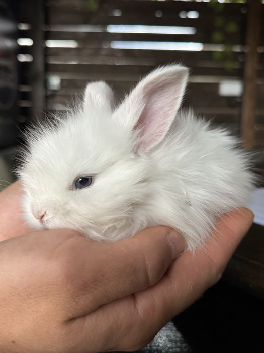Iepures special cap de leu Angora ochi albastrii