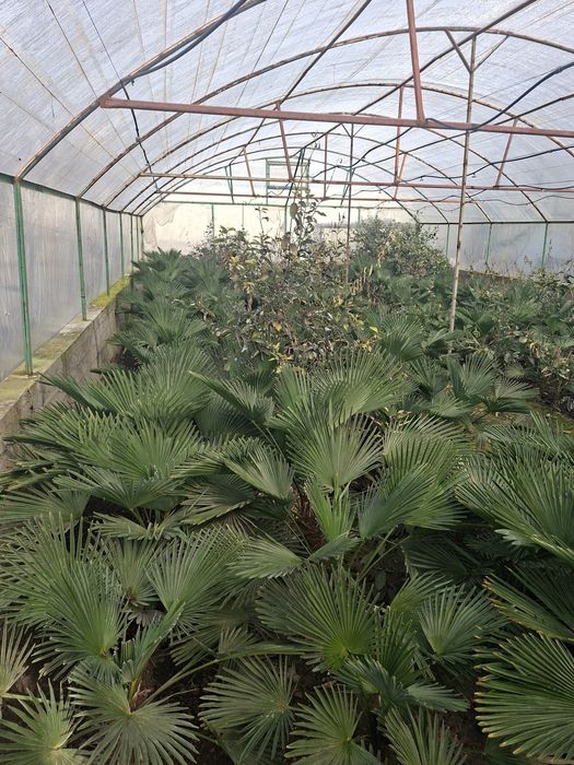 Палма гули Вагнера