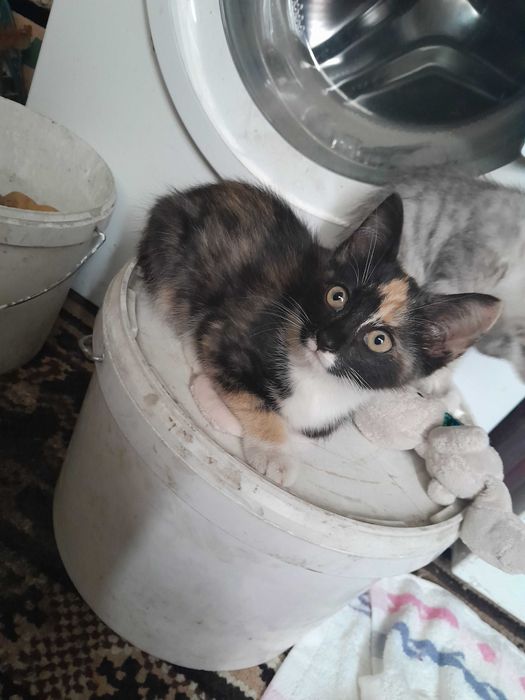 Котёнок отдаю бесплатно