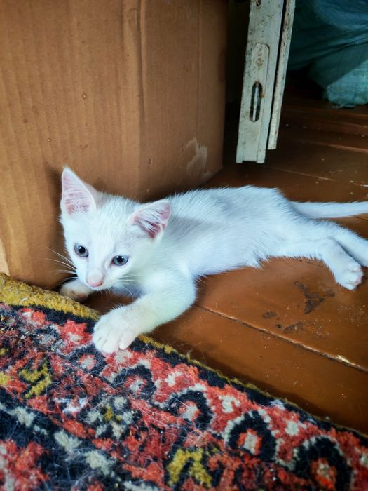 Котёнок мушукча хадия