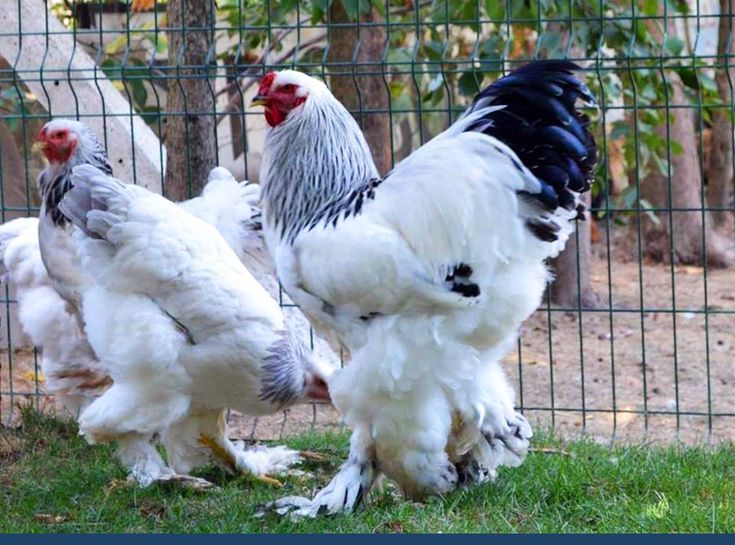 Брама петух куры