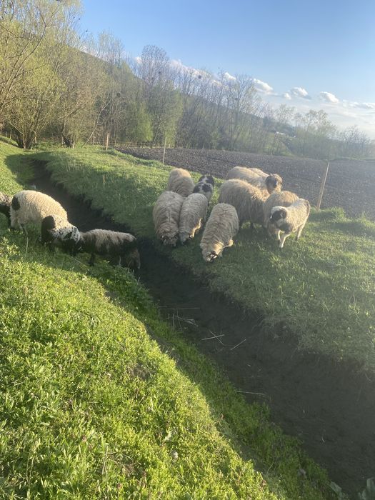 Vand 4 oi si o carlana