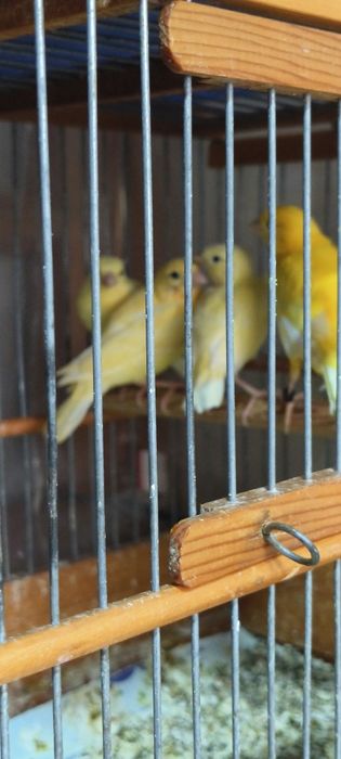 Канарейка 2 ойли